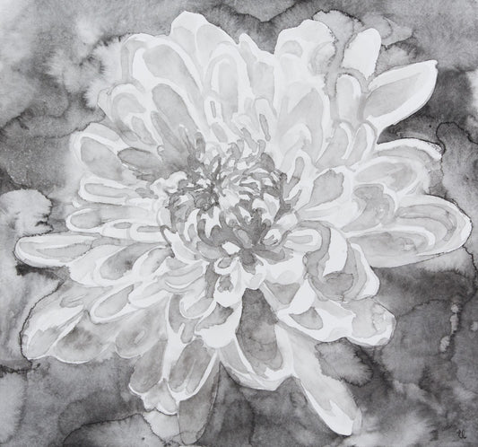 Chrysanthemum